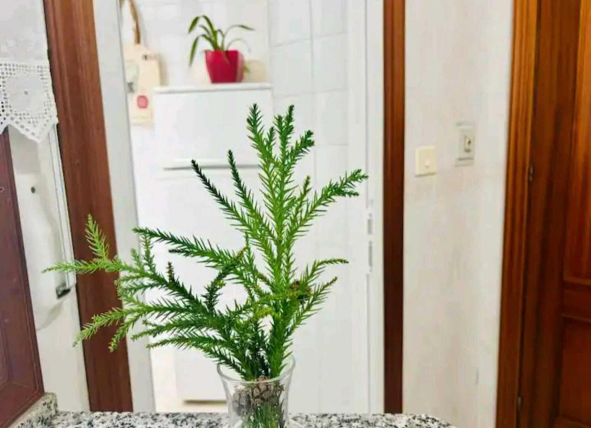 Apartmán Holibai, Andurina, Piso Vintage, Centrico, Acepta Mascotas, Baiona Exteriér fotografie